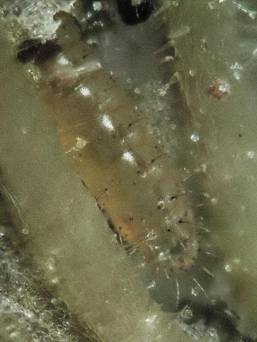 Réf. 264 154 : Cacyreus marshalli